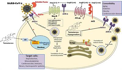 The Double Edge Sword of Testosterone’s Role in the COVID-19 Pandemic